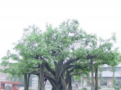 赤峰宁城县景区假树树