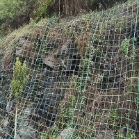 安平拓林绿色植物攀爬网爬藤网护山绿化挂网钢塑土工格栅
