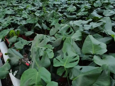 龟背竹种植基地-青州