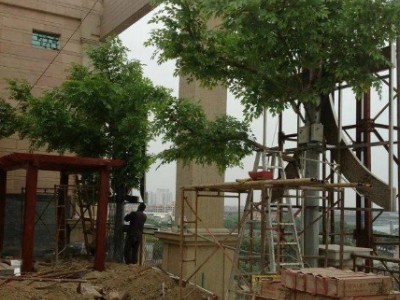 忻州酒店餐厅假树制做